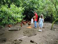 Feeding our vegetable scraps to the chickens on the farm