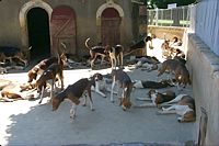 The pack of hunting dogs waiting in the sun for the next hunt