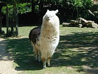 A llama who can't see where he is going.