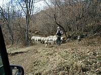 The sheep have left the road and are heading up to their next pasture