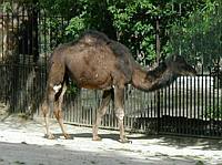A camel enjoying the taste of the spring leaves