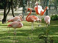 A flock of pink flamingos standing proud