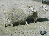 Sweaters with legs: Cashmere sheep