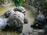Some REALLY big tortoises