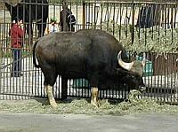 How often do you see a water buffalo in a zoo?  This was our first time.