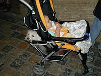 Even Perri was tired of exploring and took advantage of the stroller