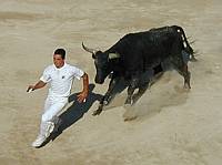 So who is faster?  Probably the bull...
