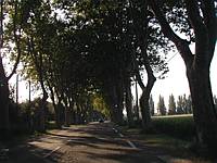 Tree lined roads