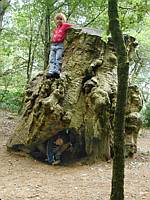 A hollow stump makes a neat climber in the playground.