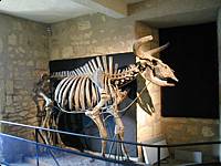 Auroch skeleton in the Museum of Prehistory in Les Eyzies-de-Tayac.  These primative cows were still around in the middle ages.