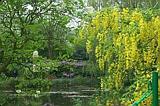 Yellow senna along the pond