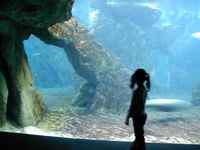 Admiring a tank at the Genoa aquarium