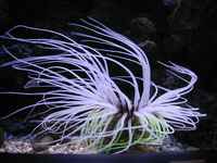 A glowing sea anemone