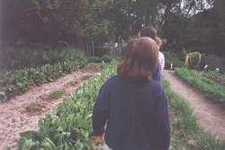 The vegetable garden