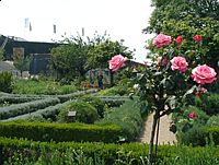 The herb garden and spring roses