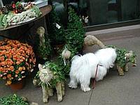 Animal shaped Topiaries startled Perri (he thought they were real) and he barked and barked--much to the amusement of the shop owner