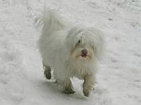 Walking on the white snow--perfect camoflage but far too cold for me!