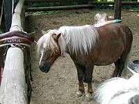 There is a lot of pony here and it all has to be brushed before we can start.