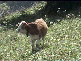 One of the talking cows