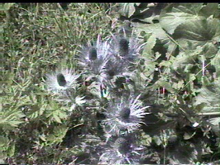 Beautiful wild flowers