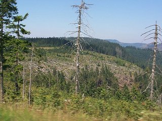 The damage to the forest after the windstorm of December 25, 1999 still waiting to be cleaned up