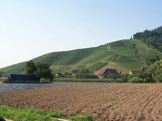 Vineyards on the hillside and strawberries in the fields.  What a great combination!