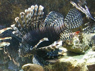 A lion fish shows off his colors